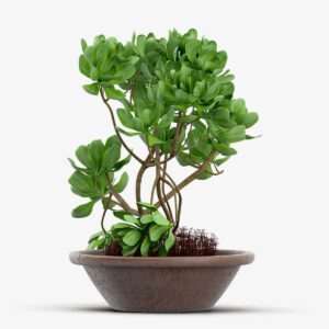 Strella Bonsai Tree With Stands